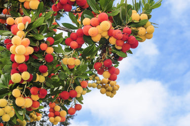 25 STRAWBERRY TREE Edible Red Berry Tree Arbutus Unedo Seeds Irish Killarney